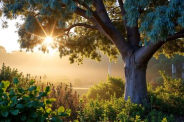 Eucalyptus gunnii : comprendre ses risques et ses limites avant de l'adopter
