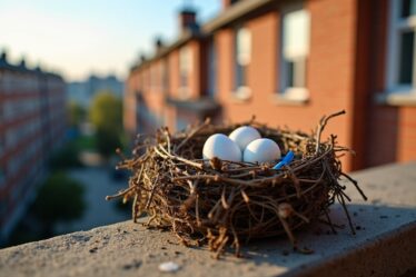 Nid de pigeon sur mon balcon : symboles et messages secrets à découvrir