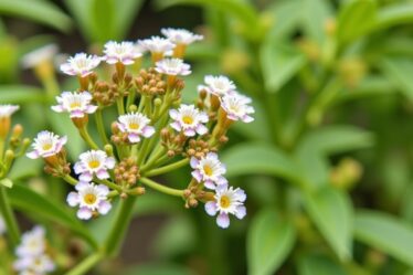 Colina Josta : Le guide incontournable pour réussir la culture de cet arbuste hybride au jardin