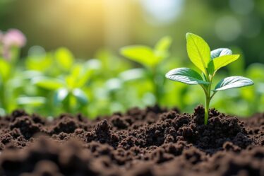 Terreau et terre : quand et comment les mélanger pour un jardin florissant ?